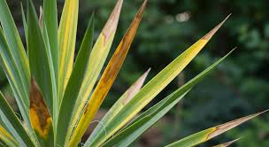 Troubleshooting Yellow Leaves on Your Yucca Plant